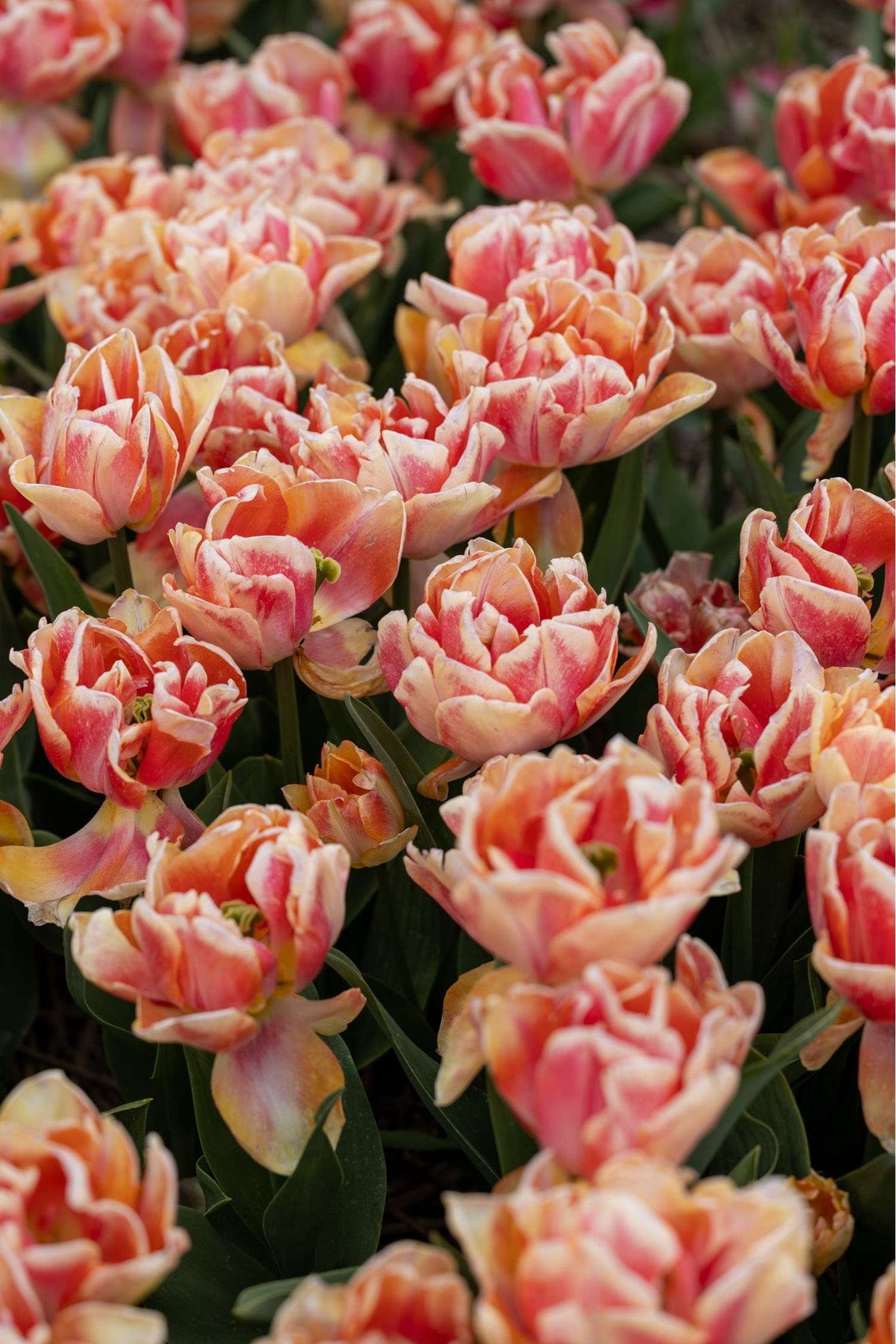 Tulppaani 'Foxy Foxtrot'